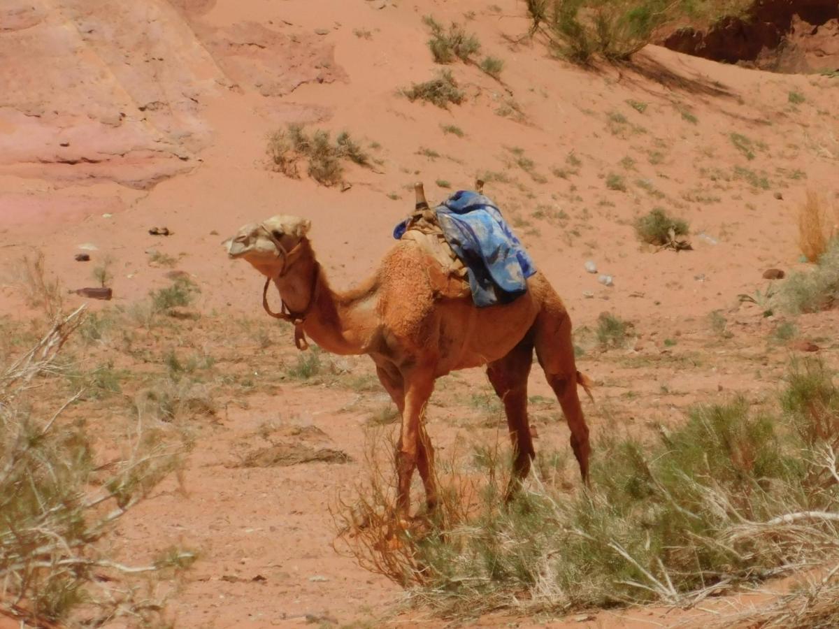 Golden Memories Camp Wadi Rum Exterior photo